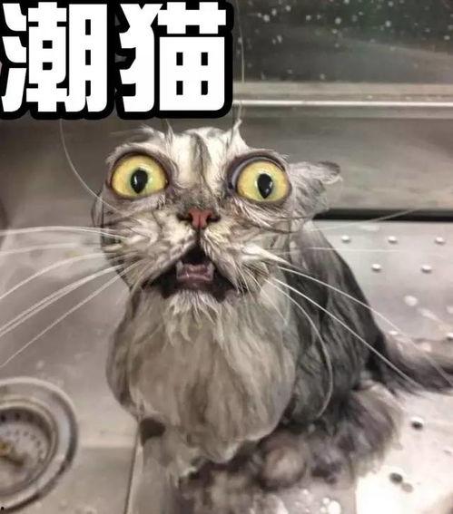 猫神爆料参加训练视频,训练场上的热血瞬间